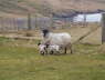 sheep with twins