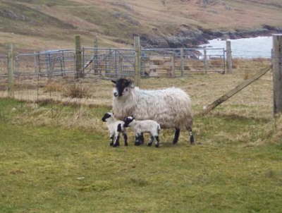 sheep with twins